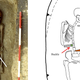 The skeleton, with the knife and buckle displayed.